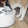 Coffre porte écuelles chien